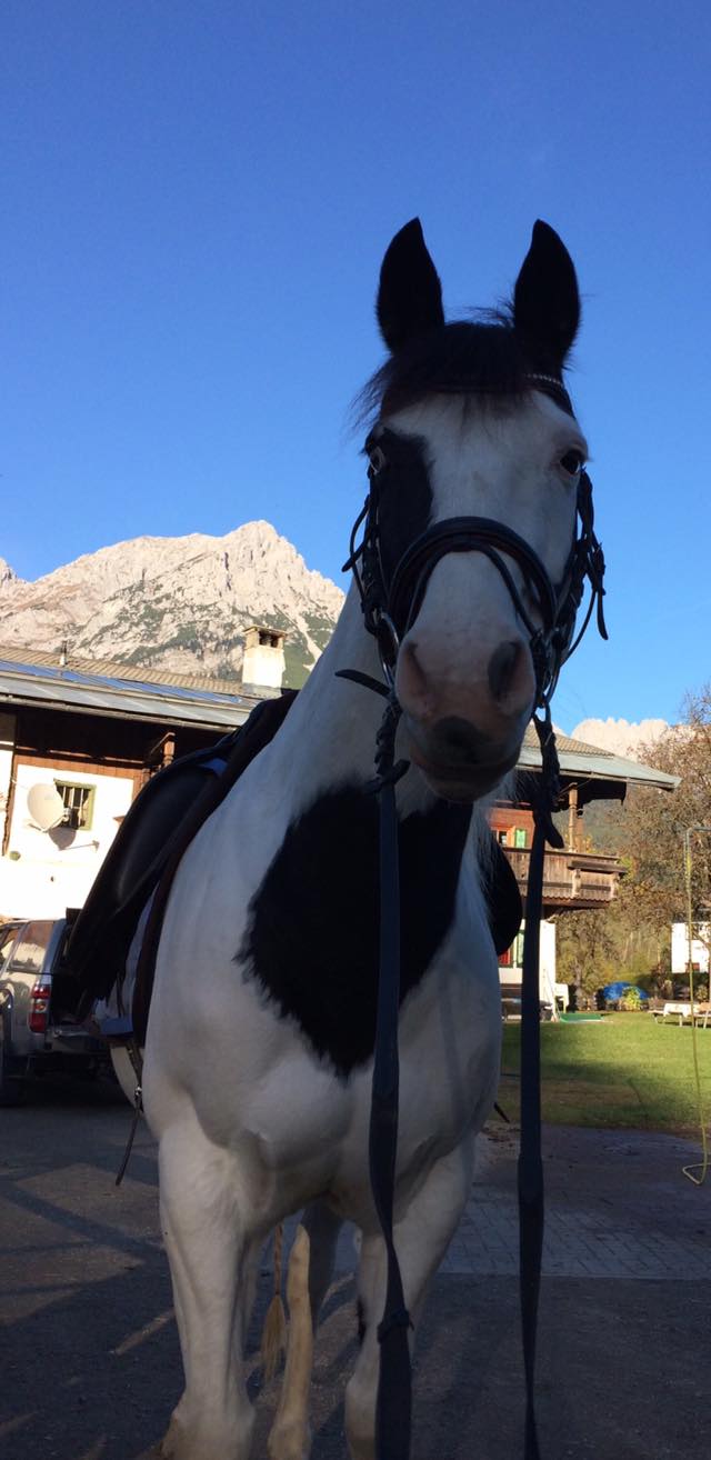 ** Hombre River Men ** 1.53m, Paint Horse, 13 Jahre. Sensibler Typ. Die Zeichnung des hübschen Bubes erinnert auf seiner Brust an ein Herz und seine beiden unterschiedlichen Augen und Gesichtshälften machen ihn einmalig.